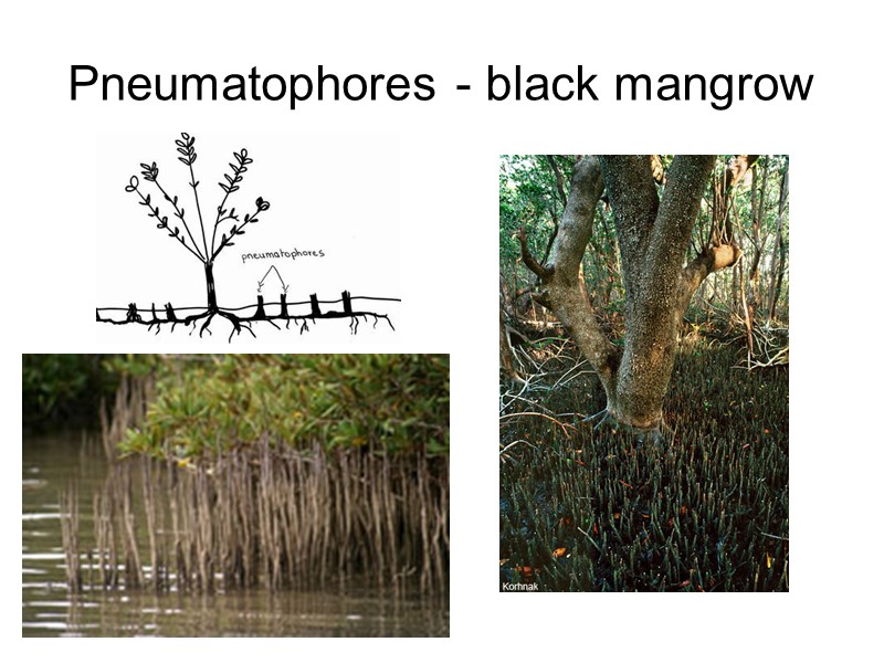 Pneumatophores - black mangrow
